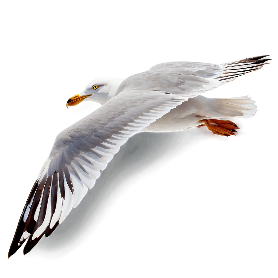 Seagull In Motion Png Pow