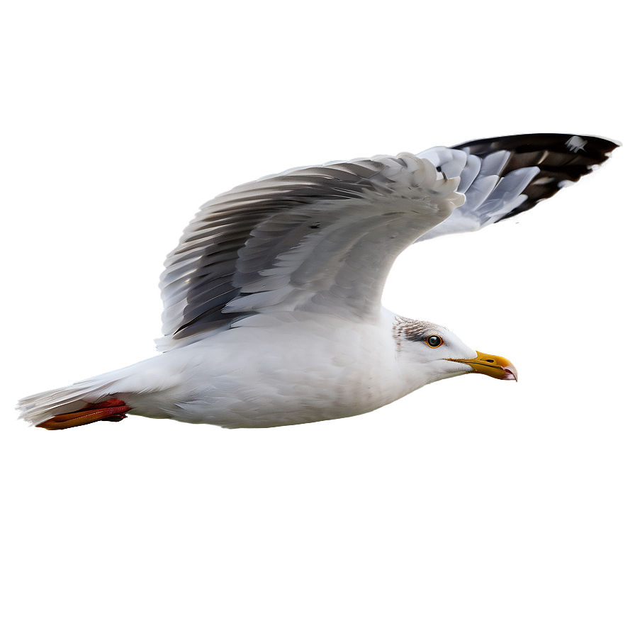 Seagull In Motion Png Qub11