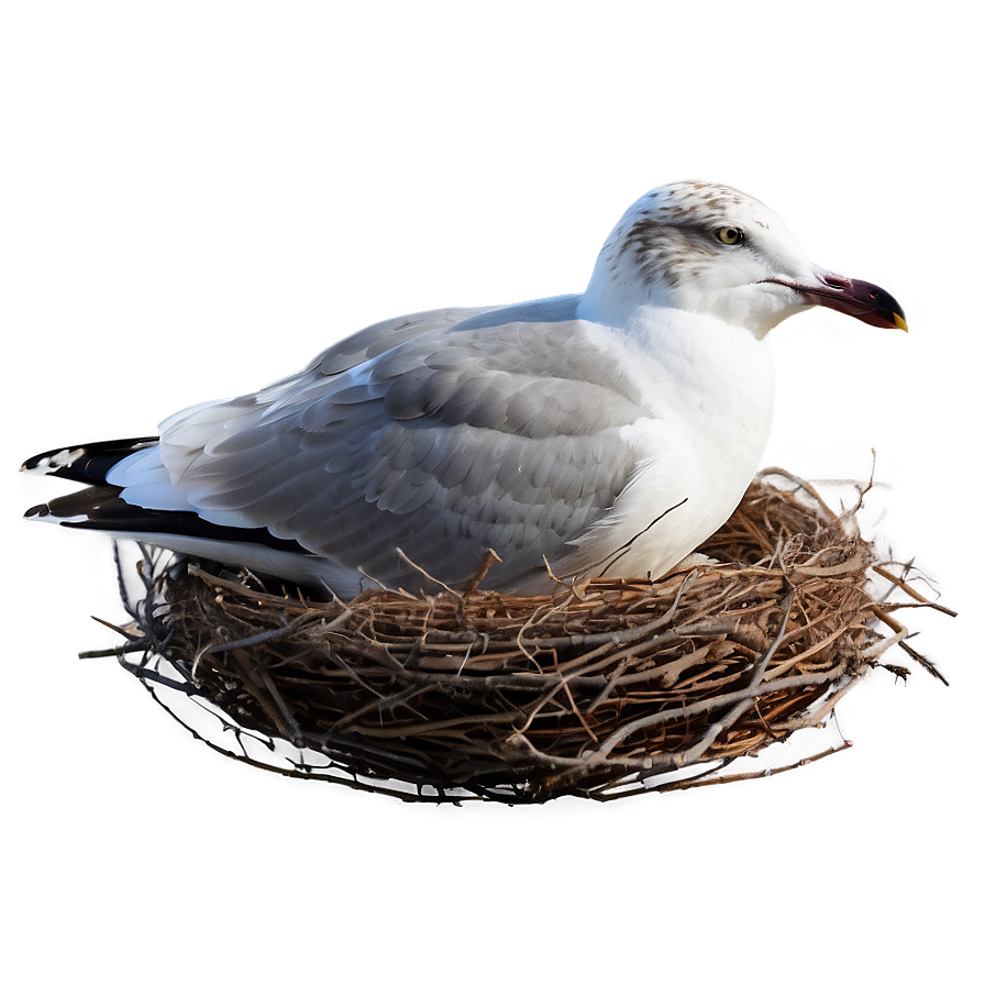 Seagull In Nest Png 42