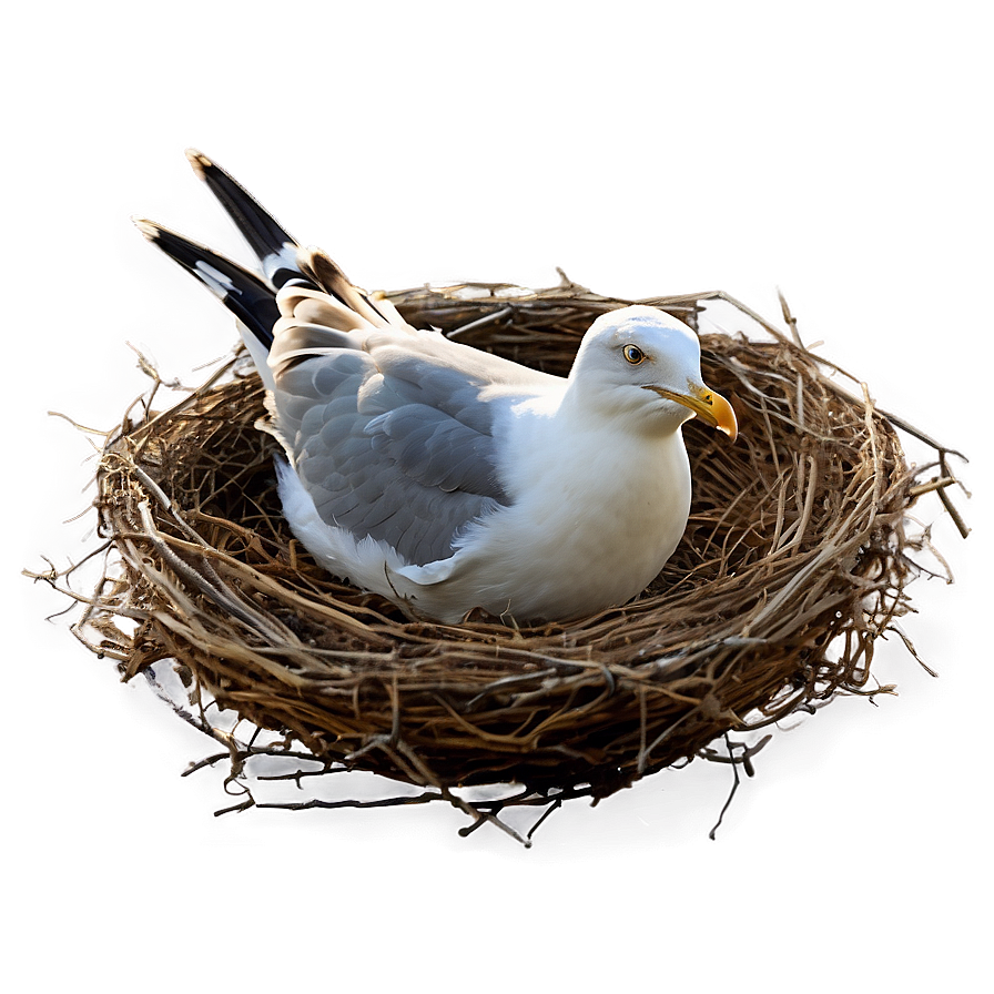 Seagull In Nest Png Gfw29