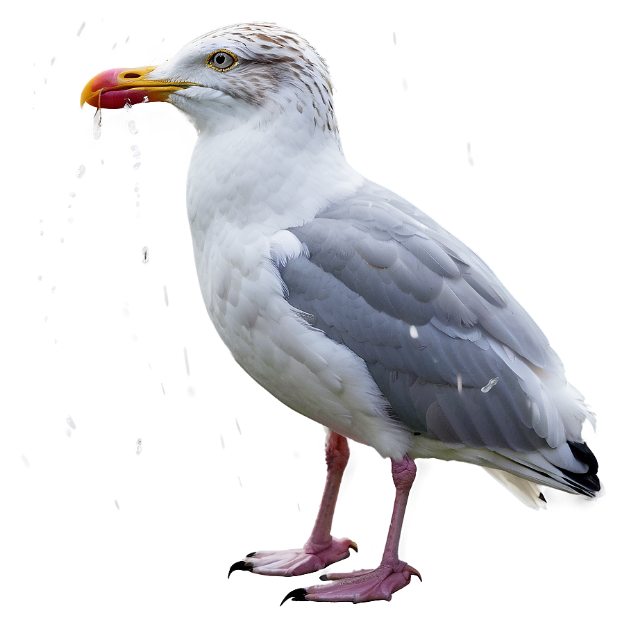 Seagull In Rain Png 05242024