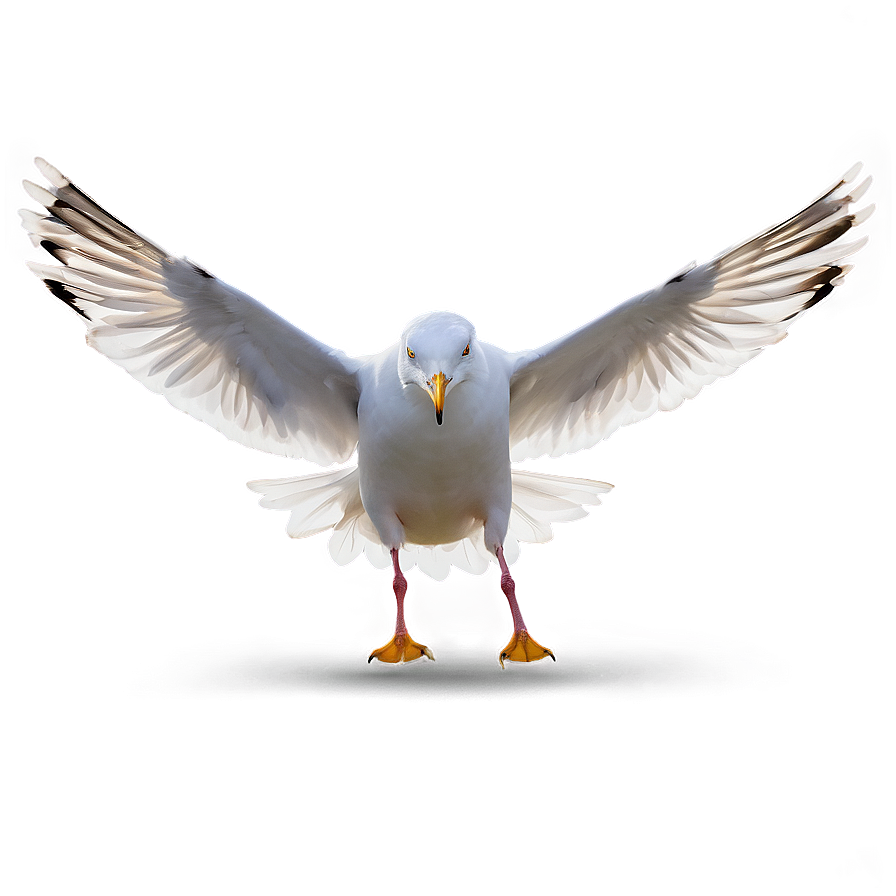 Seagull Landing Png 27