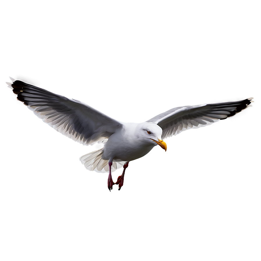 Seagull Landing Png 89