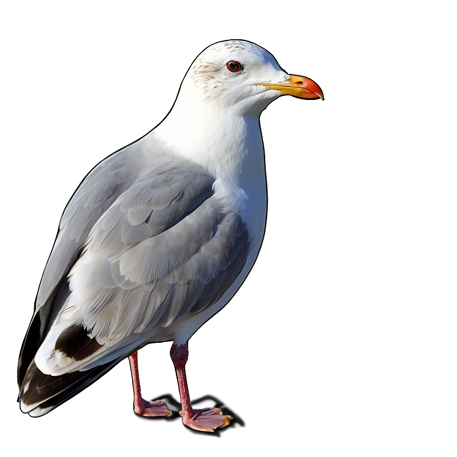 Seagull Looking Png 92