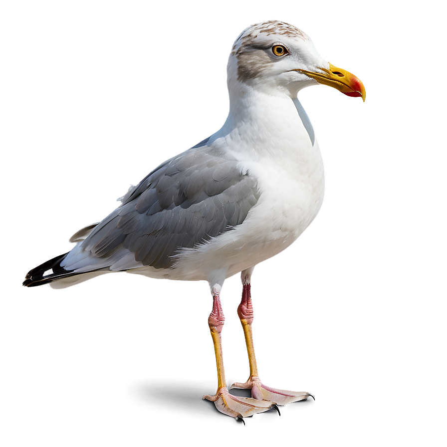 Seagull On Beach Png 45