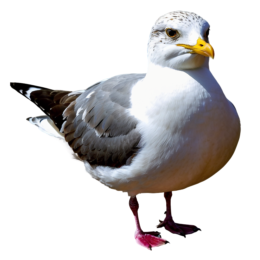 Seagull On Beach Png Hdw94