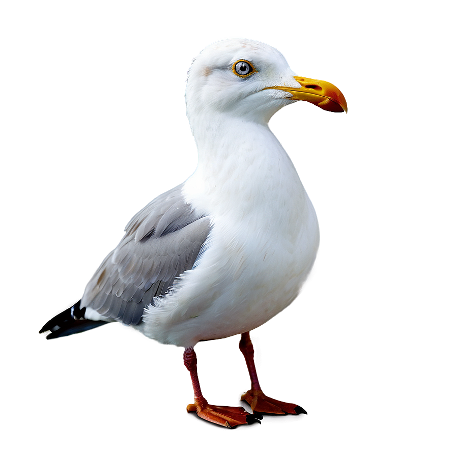Seagull On Beach Png Rtj