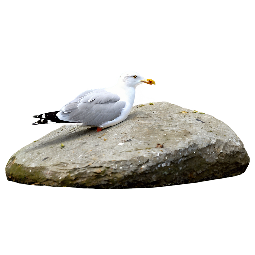 Seagull On Rock Png Cnf27