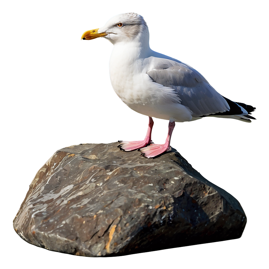 Seagull On Rock Png Fni33