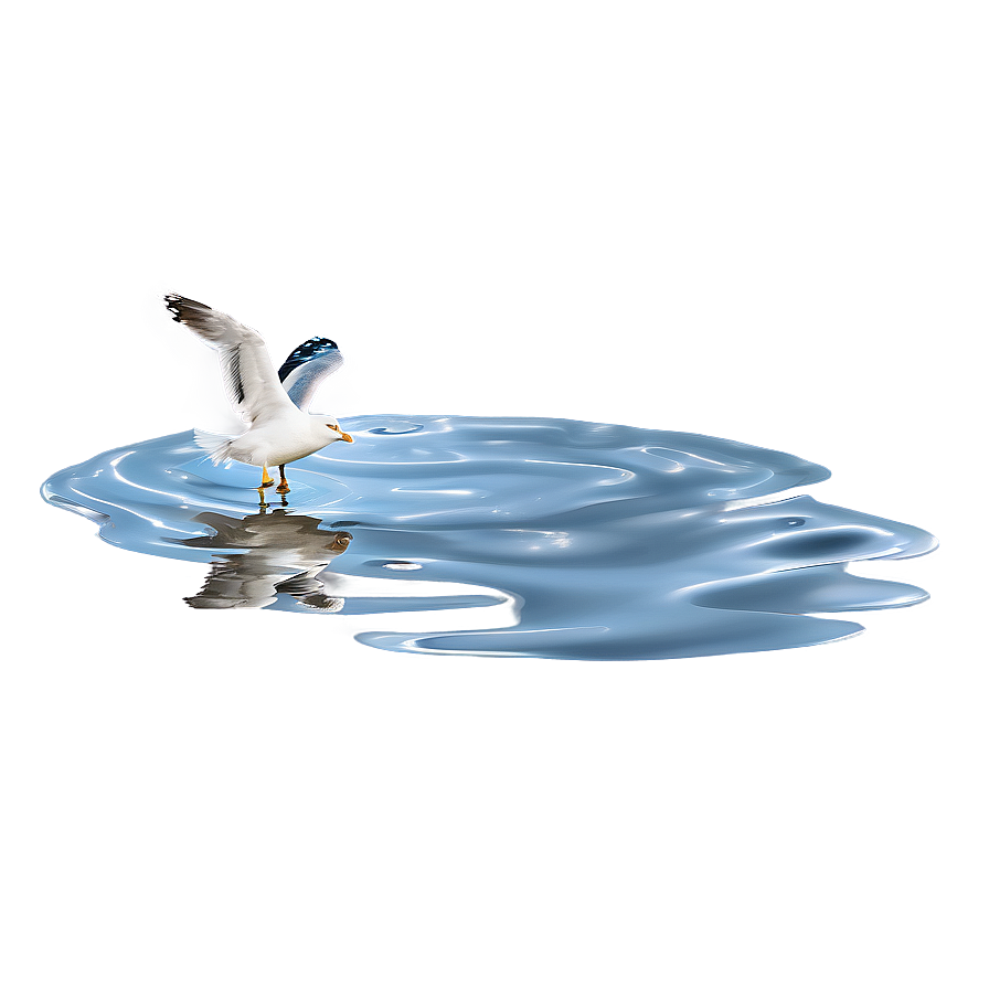 Seagull On Water Png Nkh86