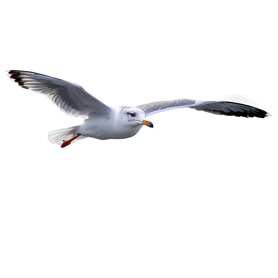 Seagull On Water Png Tcj