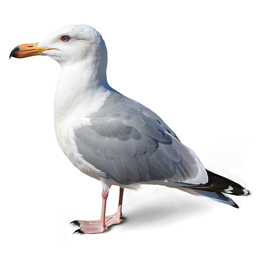 Seagull Pair Png 20
