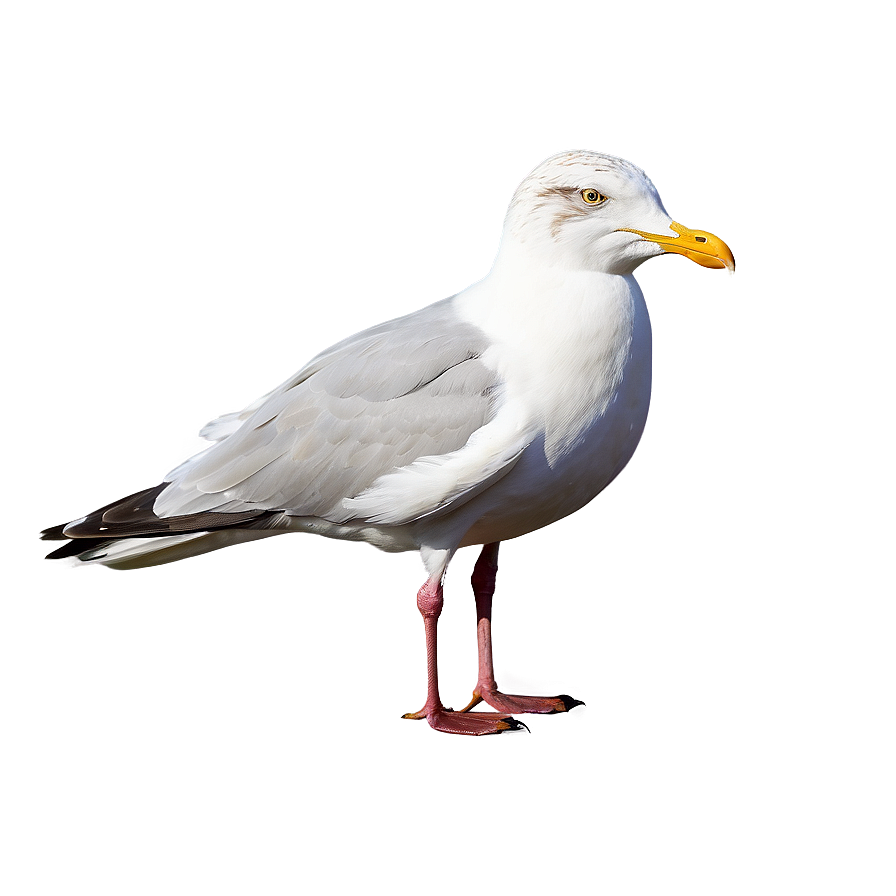 Seagull Pair Png 53