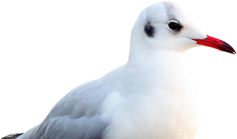 Seagull Portrait Isolated