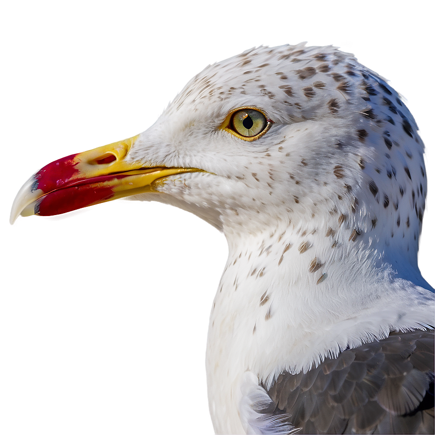 Seagull Portrait Png 43