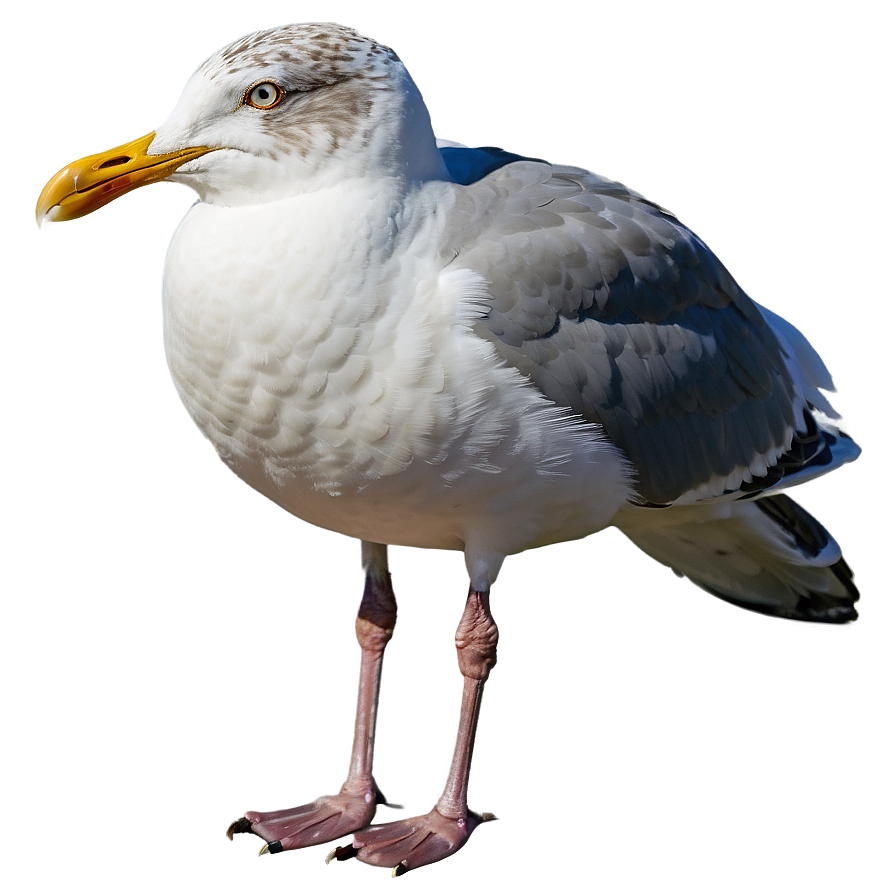 Seagull Portrait Png Cnn