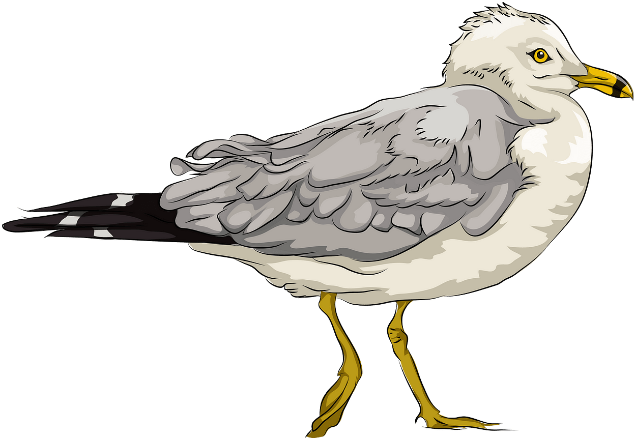 Seagull Profile Illustration