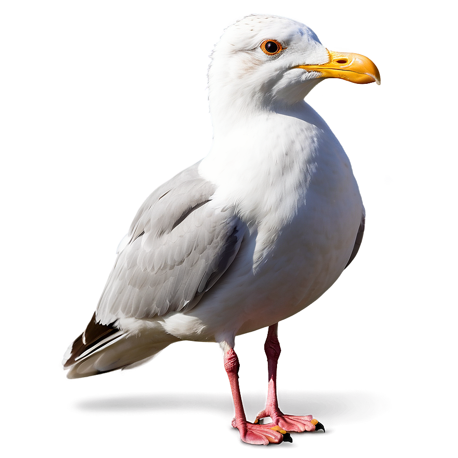 Seagull Profile Png 37
