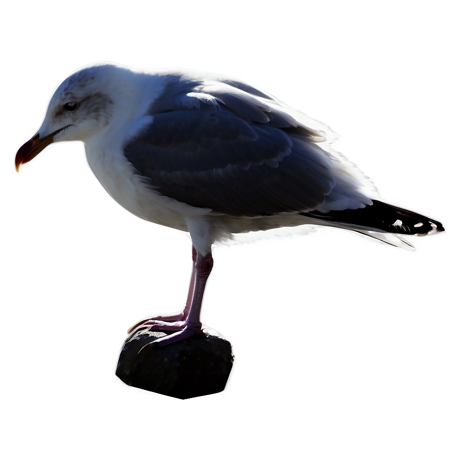 Seagull Silhouette Png Vdu