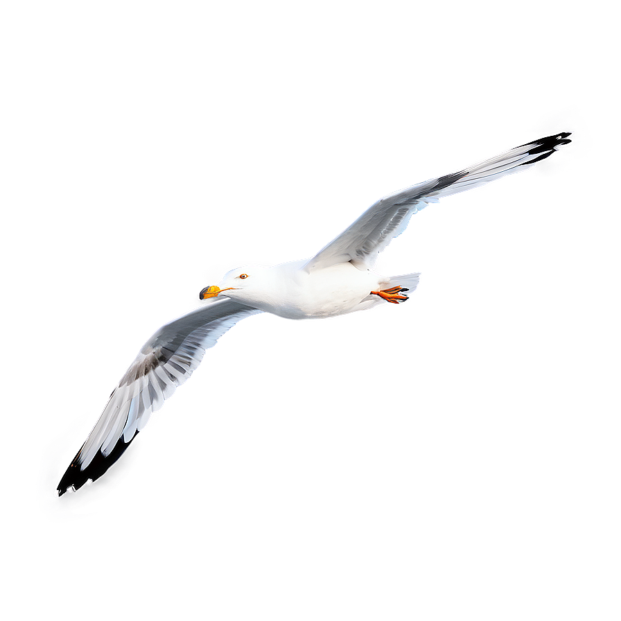 Seagull Soaring Png 74