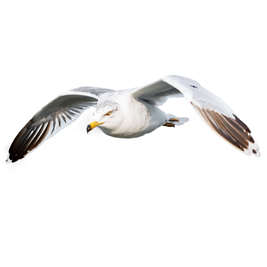 Seagull Soaring Png Vaa35