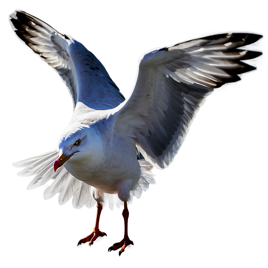 Seagull Wings Spread Png 05242024