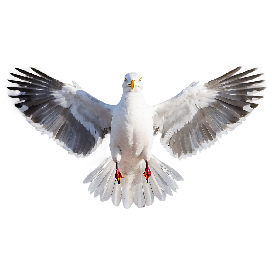 Seagull Wings Spread Png Rit