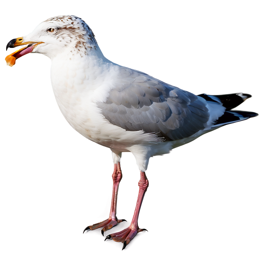 Seagull With Bread Png 05242024