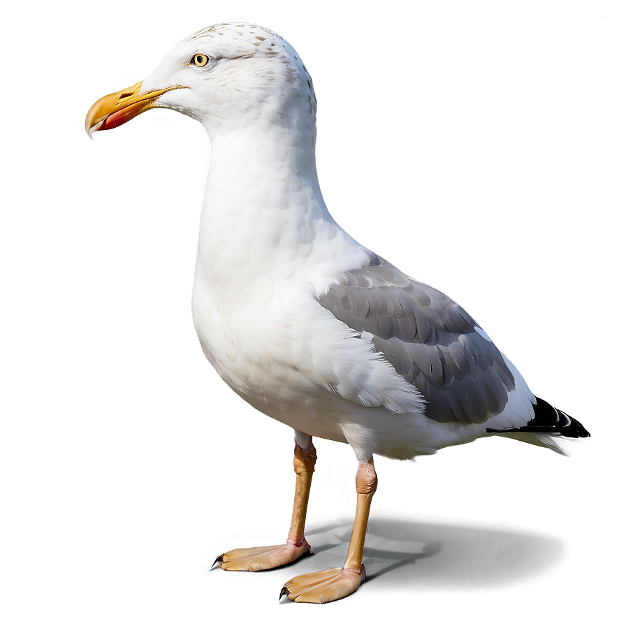 Seagull With Bread Png Xnt39