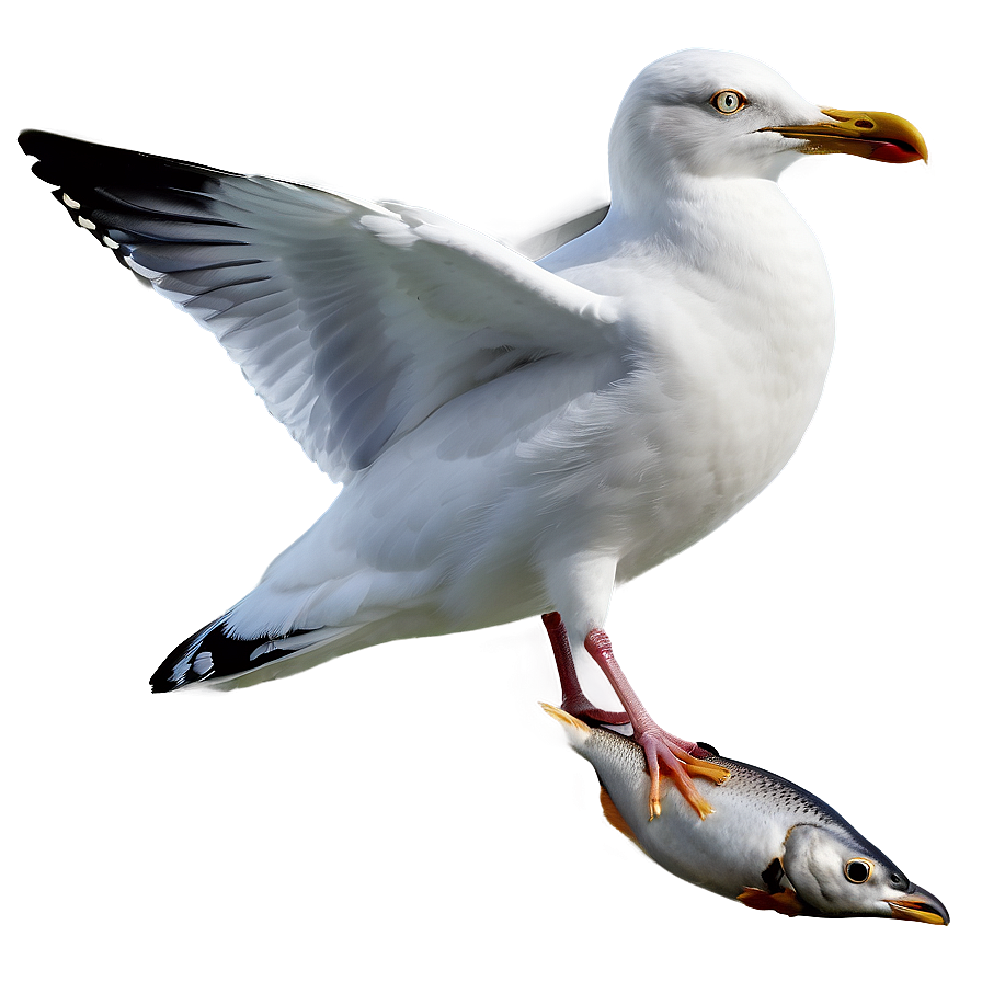 Seagull With Fish Png 5