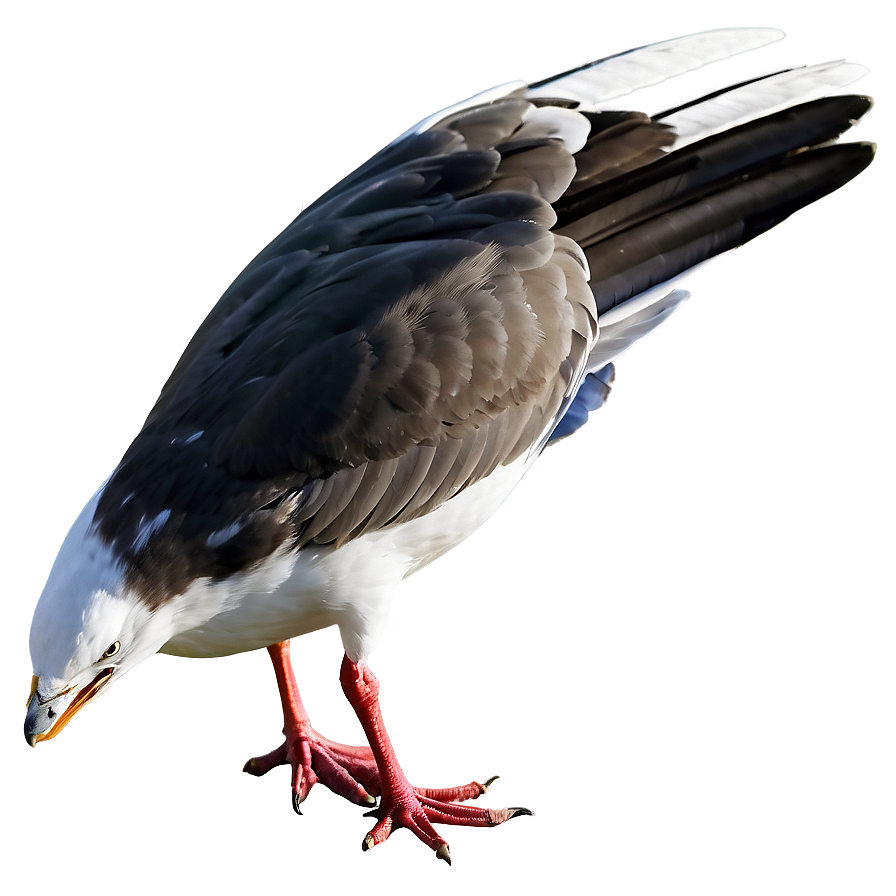 Seagull With Wings Tucked Png 20