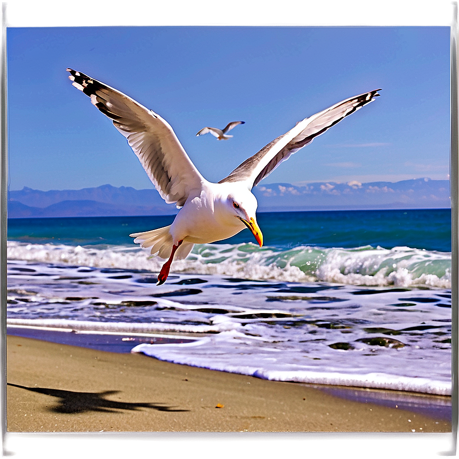 Seagulls Flying Beach Png 05212024