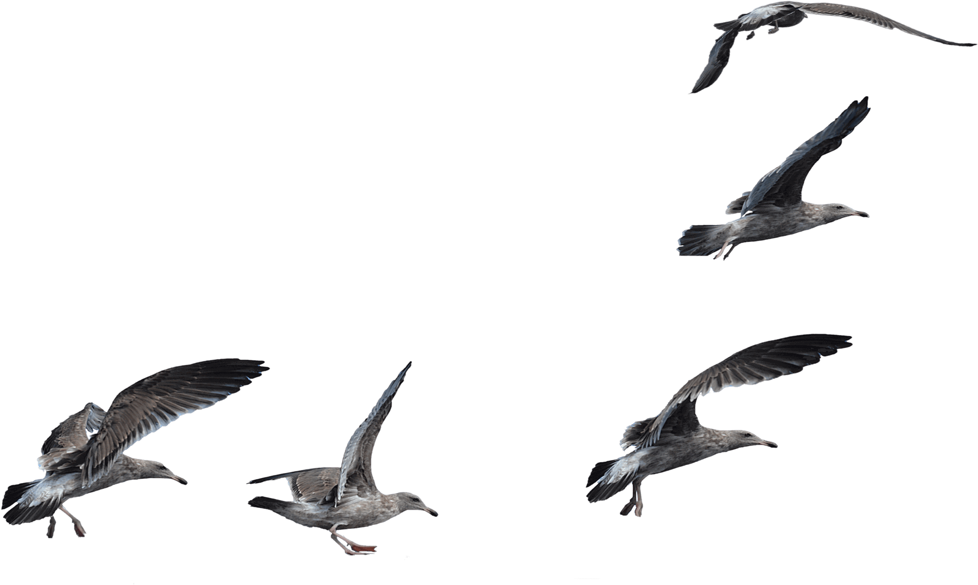 Seagullsin Flight Formation