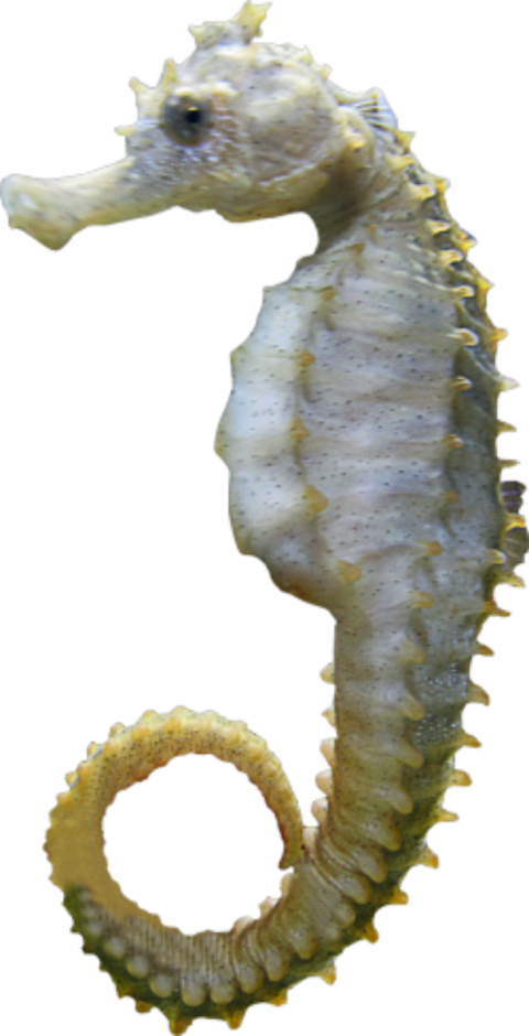 Seahorse Profile Transparent Background