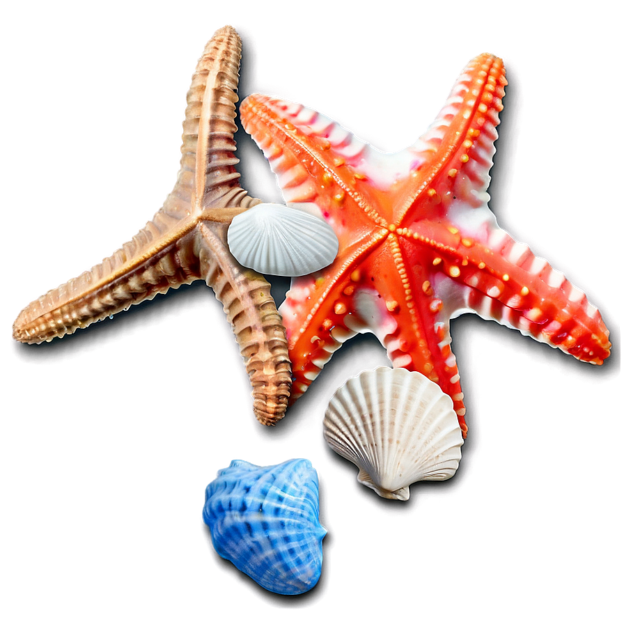 Seashell And Starfish Png 05242024