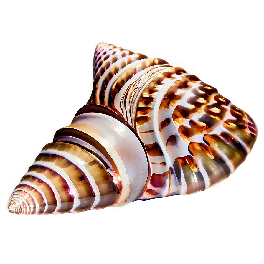 Seashell Bathroom Decor Png Wik7