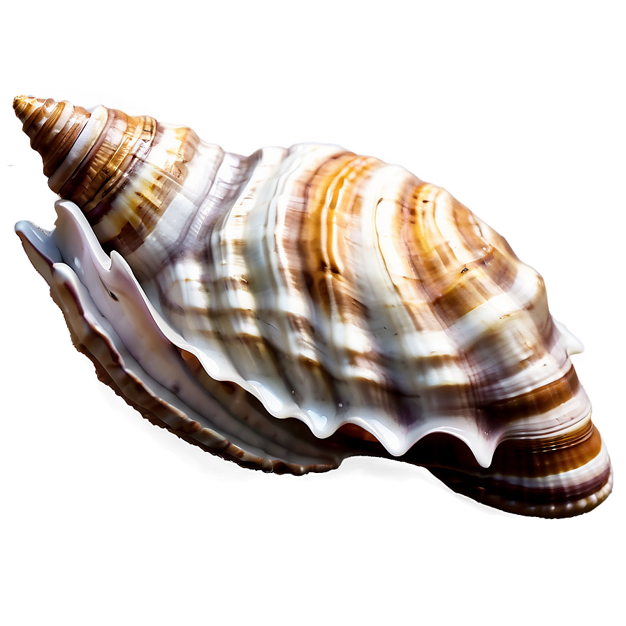 Seashell Boho Chic Style Png Elc