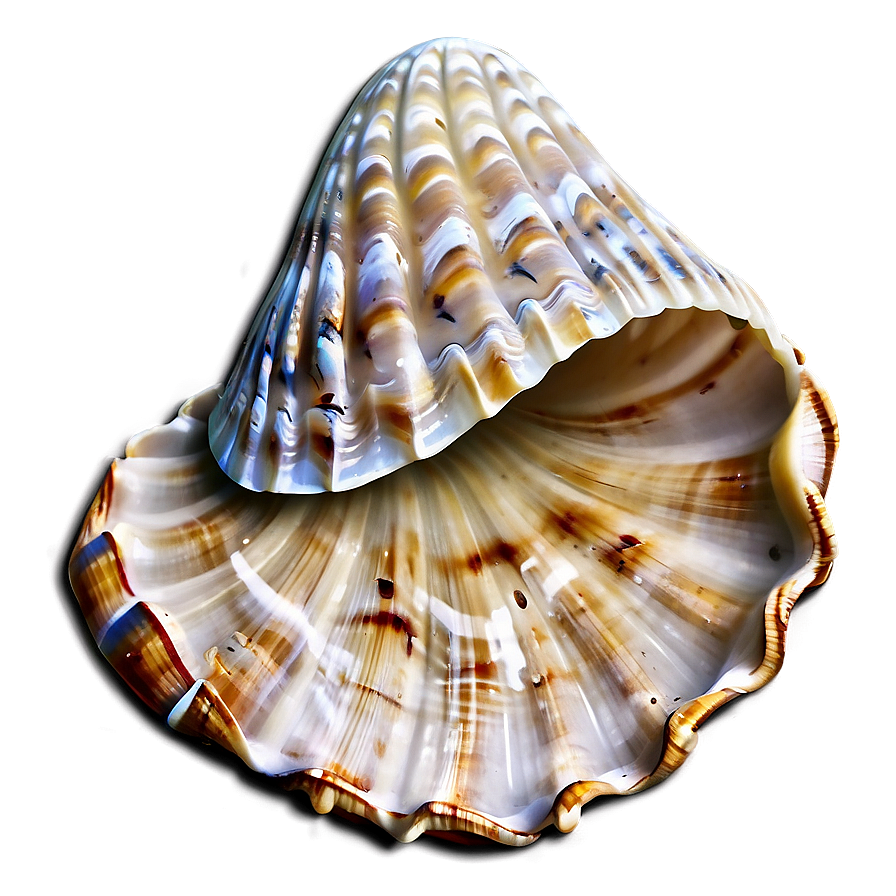 Seashell Cartoon Image Png Ldn