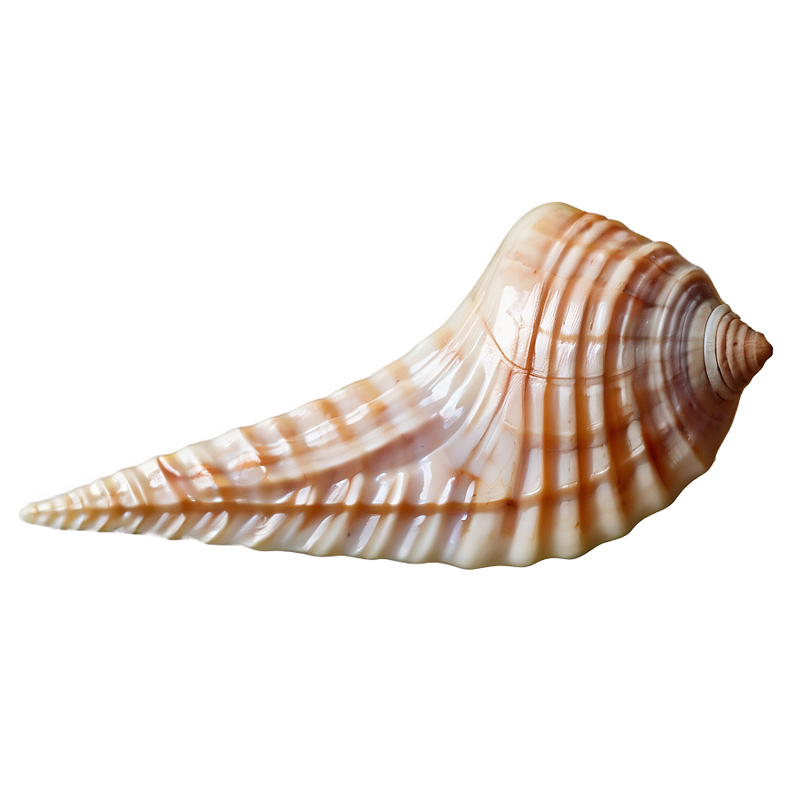 Seashell Close-up Detail Png 05242024