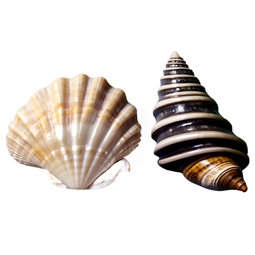 Seashell Collection Vintage Png 06132024