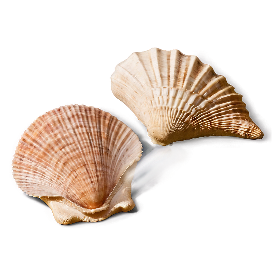 Seashell Harmony Png 3