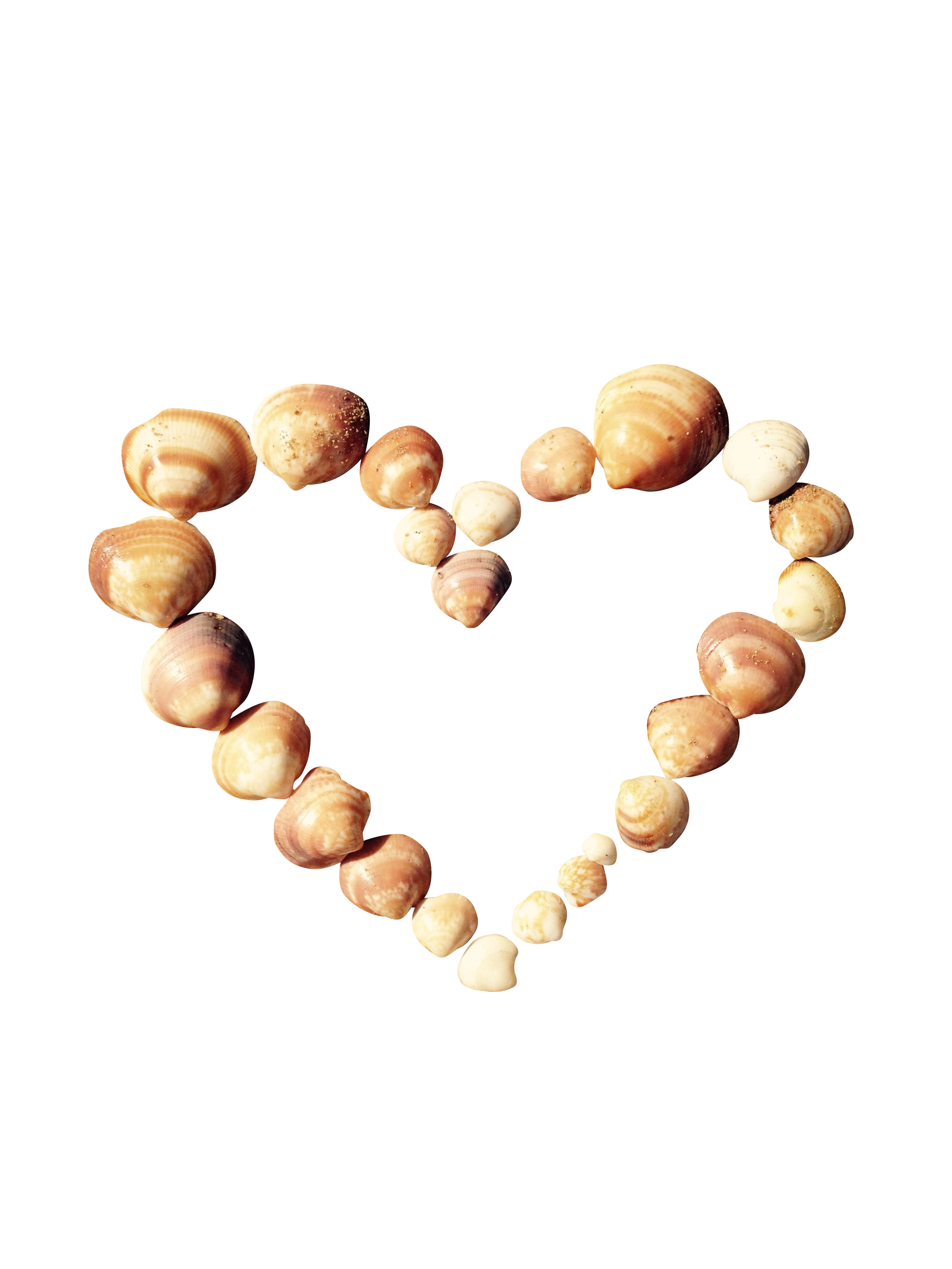 Seashell Heart Art