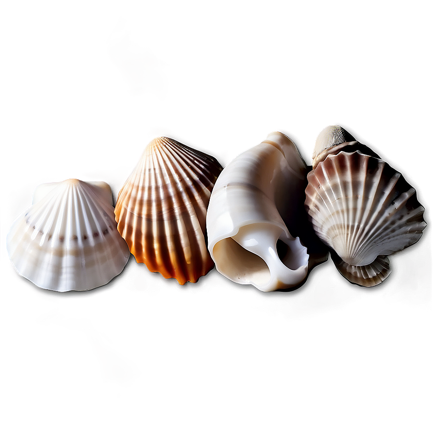 Seashell Icon Set Png 78