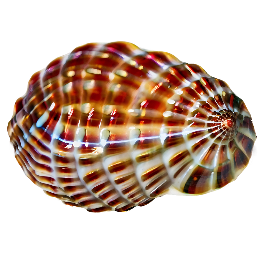 Seashell Ocean Conservation Png 26