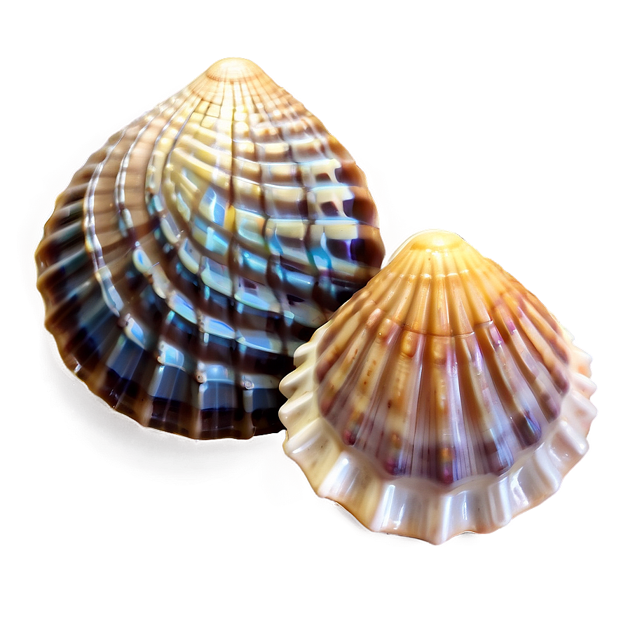 Seashell Ocean Conservation Png Uuo47