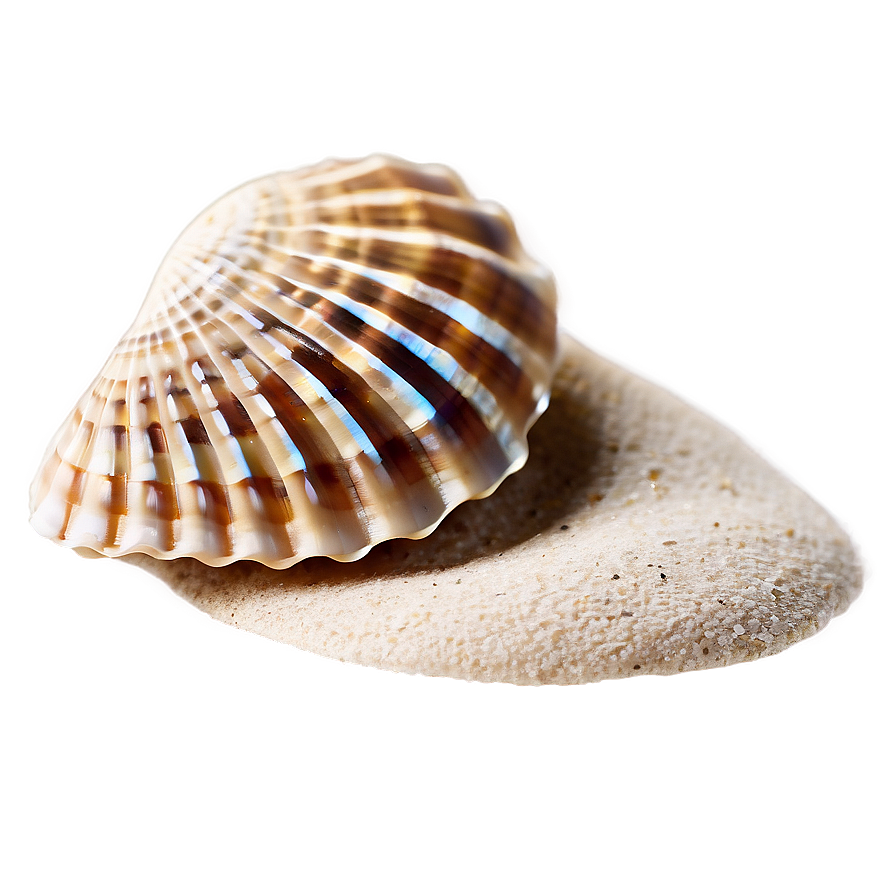 Seashell On Beach Sand Png 05242024