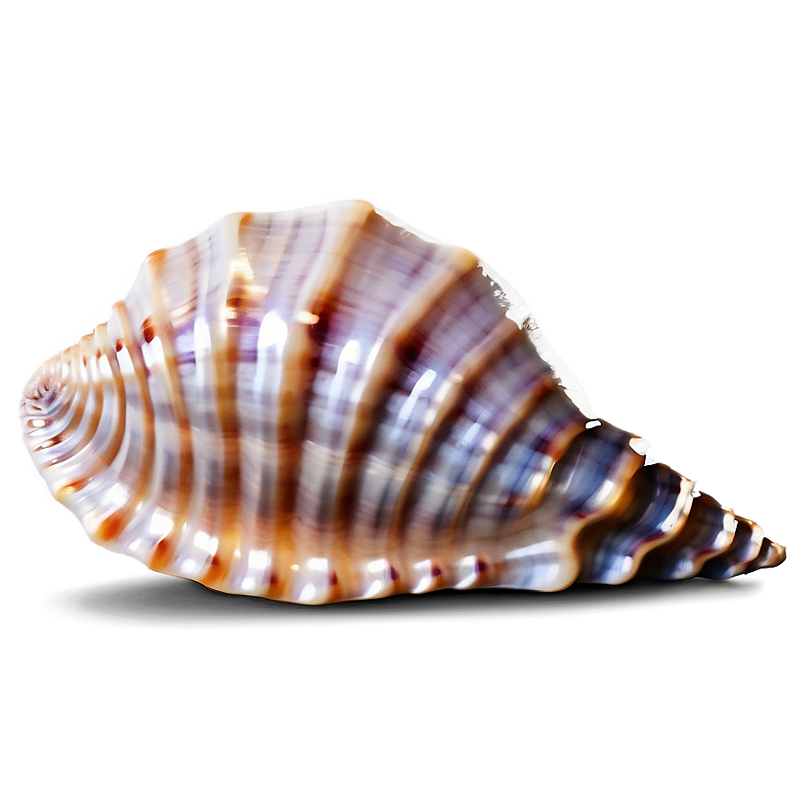 Seashell Pattern Background Png 05242024