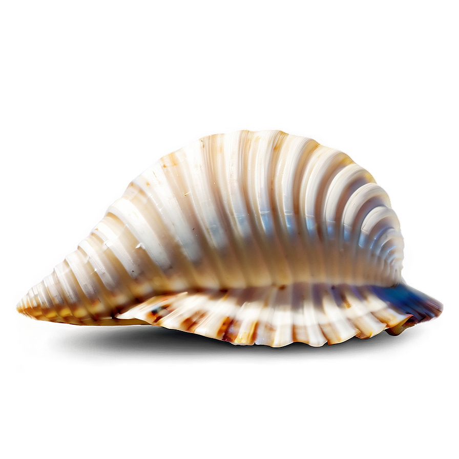 Seashell Pattern Clipart Png Eby