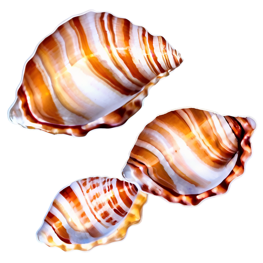 Seashell Pattern Clipart Png Jpt83