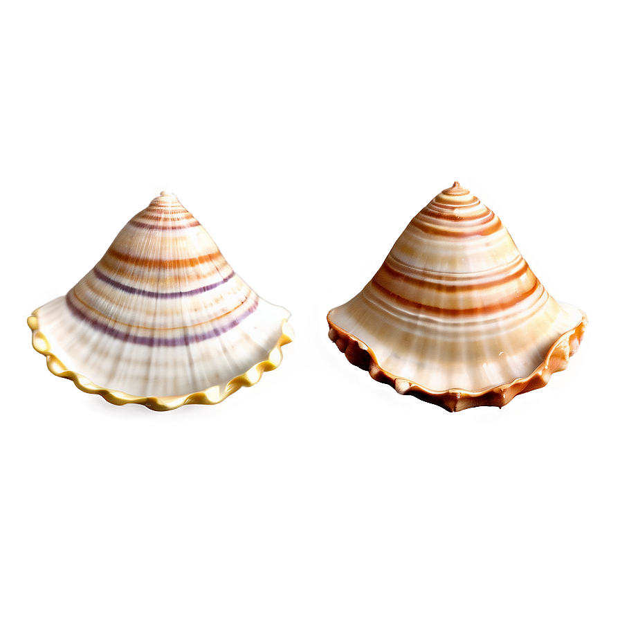 Seashell Set Clipart Png Nhn23